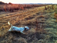 Full Day Guided Quail Hunt with Dogs