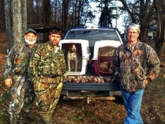 Guided Quail Hunt with Bird Dogs