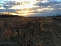 Quail Hunt Mississippi with Guide and Dog Service