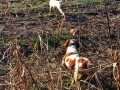 Professionally Trained Bird Dog Quail Hunting Mississippi