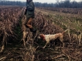 Guided Quail Hunt with Bird Dogs