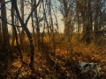 Quail Hunt with Guide and Dog Service