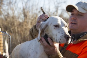 Trout readying bird dog for quail hunt