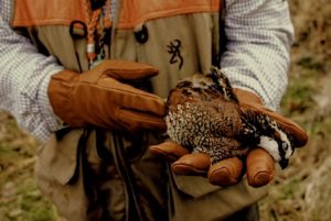 Quail in Hand while Hunting Mississippi